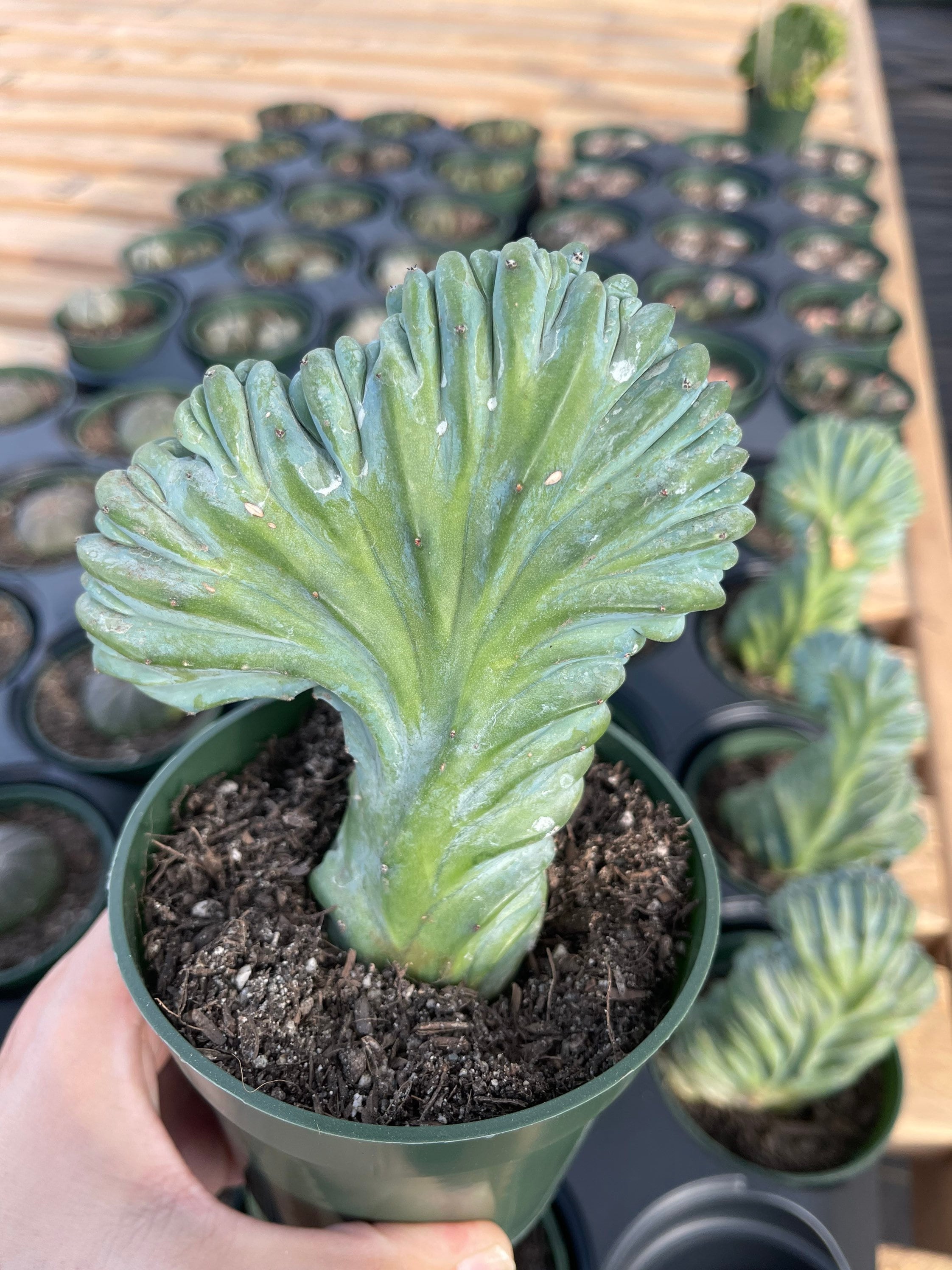 crested myrtillocactus geometrizans succulent Rare Cactus