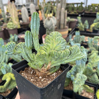 Rare Cactus - Myrtillocactus Geometrizans Crested var. Fred