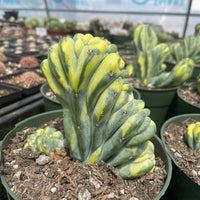 Rare Cactus - Myrtillocactus Geometrizans Crested var. Fred variegata
