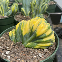 Rare Cactus - Myrtillocactus Geometrizans Crested var. Fred variegata