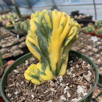 Rare Cactus - Myrtillocactus Geometrizans Crested var. Fred variegata