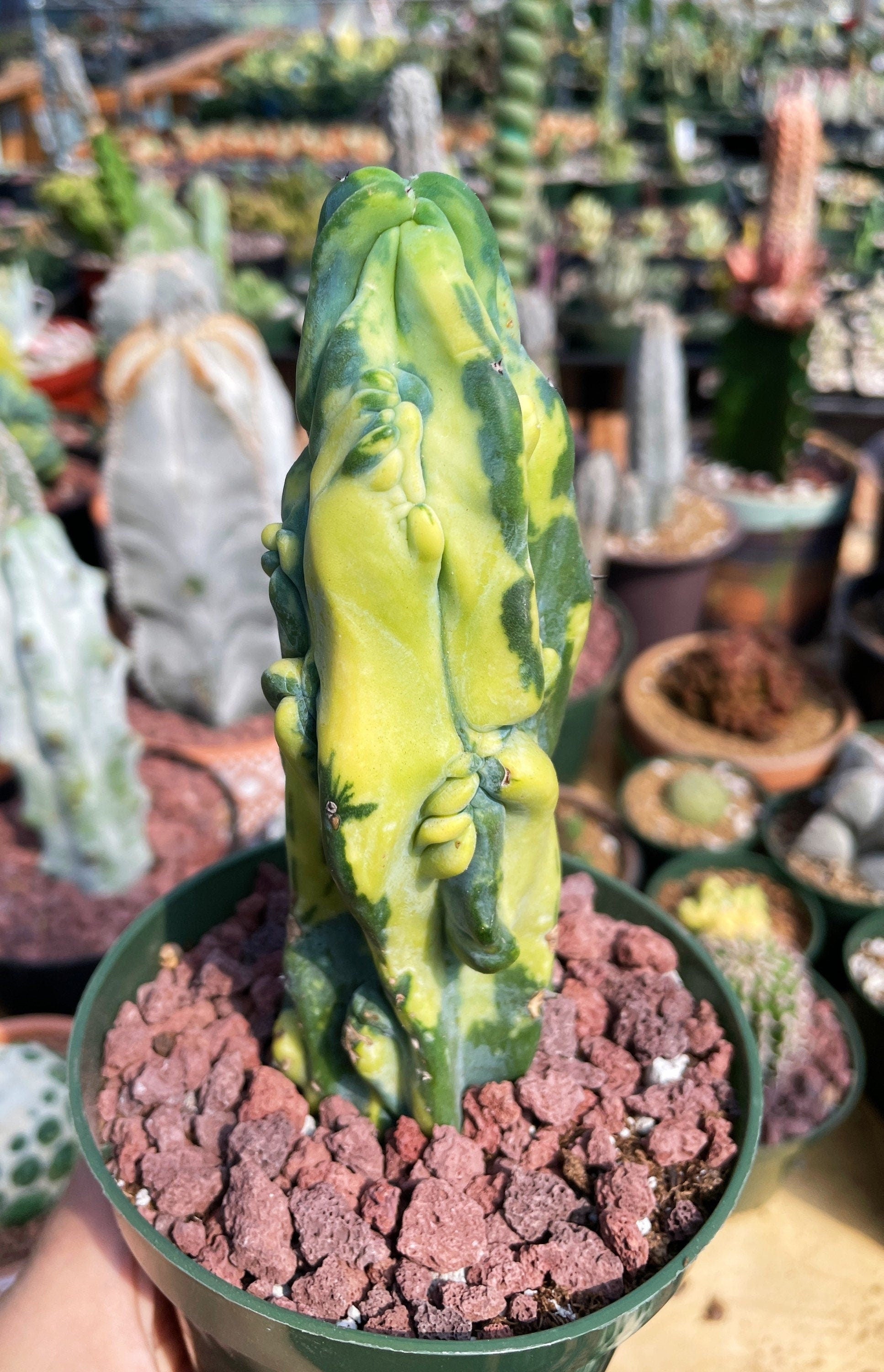 Rare Cactus