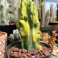 Rare Cactus - Myrtillocactus Geometrizans Fred variegated