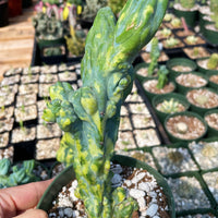 Rare Cactus - Myrtillocactus Geometrizans Fred variegated