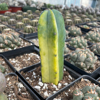 Rare Cactus - Myrtillocactus Geometrizans variegated