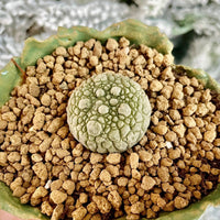 Rare Cactus - Pseudolithos Migiurtinus (0.4”-0.5”)