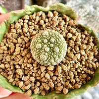 Rare Cactus - Pseudolithos Migiurtinus (0.4”-0.5”)