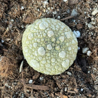 Rare Cactus - Pseudolithos Migiurtinus (0.4"-0.5")