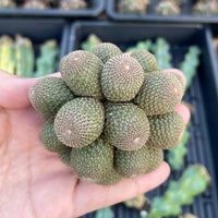 Rare Cactus - Rebutia Heliosa cluster