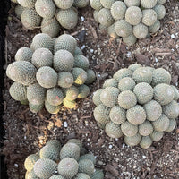 Rare Cactus - Rebutia Heliosa cluster