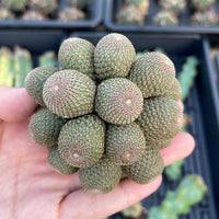 Rare Cactus - Rebutia Heliosa cluster