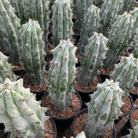 Rare Cactus - Stenocereus Beneckei (6”-8”)