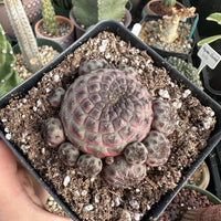 Rare Cactus - Sulcorebutia Rauschii Cluster (4”)