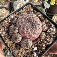 Rare Cactus - Sulcorebutia Rauschii Cluster (4”)