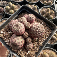 Rare Cactus - Sulcorebutia Rauschii Cluster (4”)
