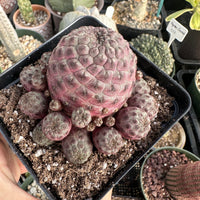 Rare Cactus - Sulcorebutia Rauschii Cluster (4”)