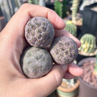Rare Cactus - Tephrocactus Geometricus (Single Ball cutting)