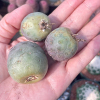 Rare Cactus - Tephrocactus Geometricus (Single Ball cutting)