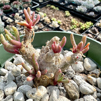 Rare Caudex - Phyllobolus Resurgens, old Stem