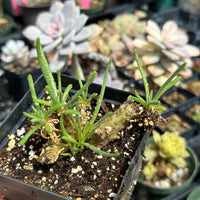 Rare Caudex - Phyllobolus Resurgens, old Stem