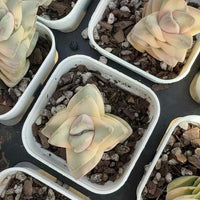 Rare Crassula Moonglow Variegated Succulent Live Plant - Unique HouseOffice Decor - Healthy Insect-Free