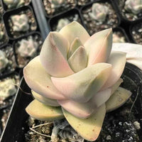 Rare Crassula Moonglow Variegated Succulent Live Plant - Unique HouseOffice Decor - Healthy Insect-Free