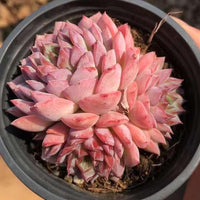 Rare Echeveria Desert Rose Succulent Cluster β Live Rosette Plant β Unique Drought-Tolerant Houseplant