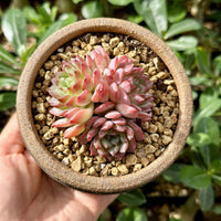 Rare Echeveria Desert Rose Succulent Cluster β Live Rosette Plant β Unique Drought-Tolerant Houseplant