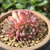 Rare Echeveria Desert Rose Succulent Cluster β Live Rosette Plant β Unique Drought-Tolerant Houseplant