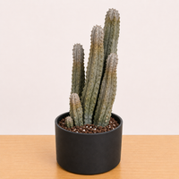 Rare Euphorbia - Euphorbia Abdelkuri Cluster - 2295