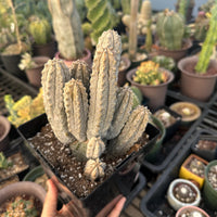 Rare Euphorbia - Euphorbia Abdelkuri Cluster