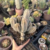 Rare Euphorbia - Euphorbia Abdelkuri Cluster