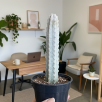 Rare Euphorbia, Euphorbia Abdelkuri Grey 8”-10”