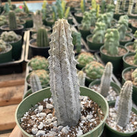 Rare Euphorbia - Euphorbia Abdelkuri grey
