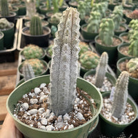 Rare Euphorbia - Euphorbia Abdelkuri grey