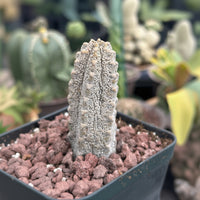 Rare Euphorbia - Euphorbia Abdelkuri grey small (3.5” pot)