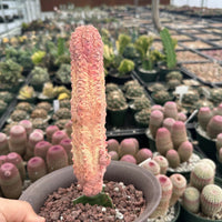 Rare Euphorbia - Euphorbia Abdelkuri variegated (Single)