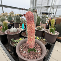 Rare Euphorbia - Euphorbia Abdelkuri variegated (Single)