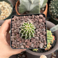 Rare Euphorbia - Euphorbia Columnaris (2”-3”)