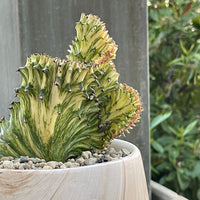 Rare Euphorbia - Euphorbia Lactea Cristata Variegated on rootstock
