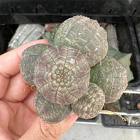 Rare Euphorbia - Euphorbia Obesa small cluster