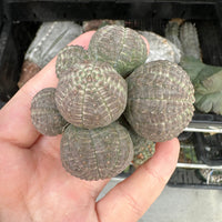 Rare Euphorbia - Euphorbia Obesa small cluster