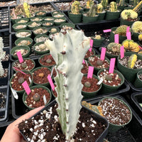 Rare Euphorbia Lactea Ghost Variegata Cutting - Stunning Succulent for Unique Plant Collection Exotic Live Plant from California Nursery