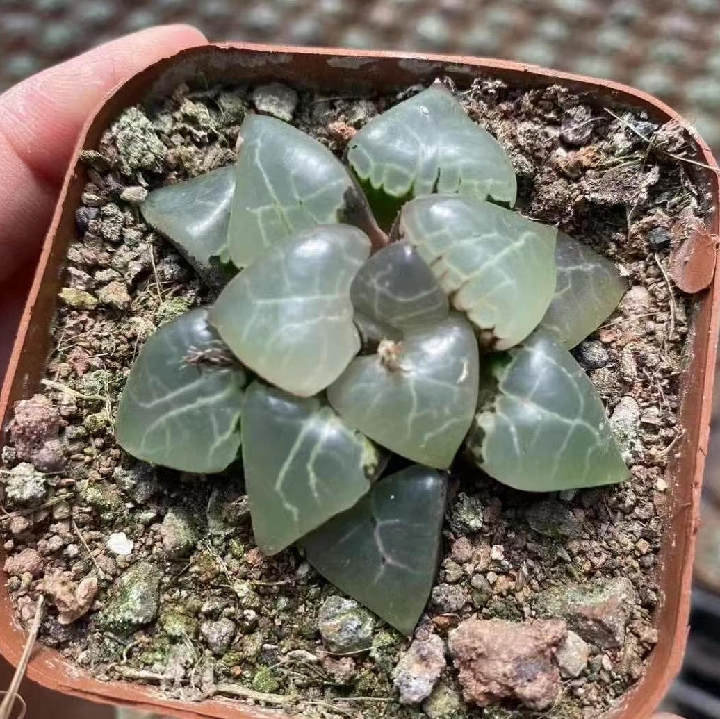 succulent webbing Rare Haworthia Comptoniana Cowebbing 2.5”