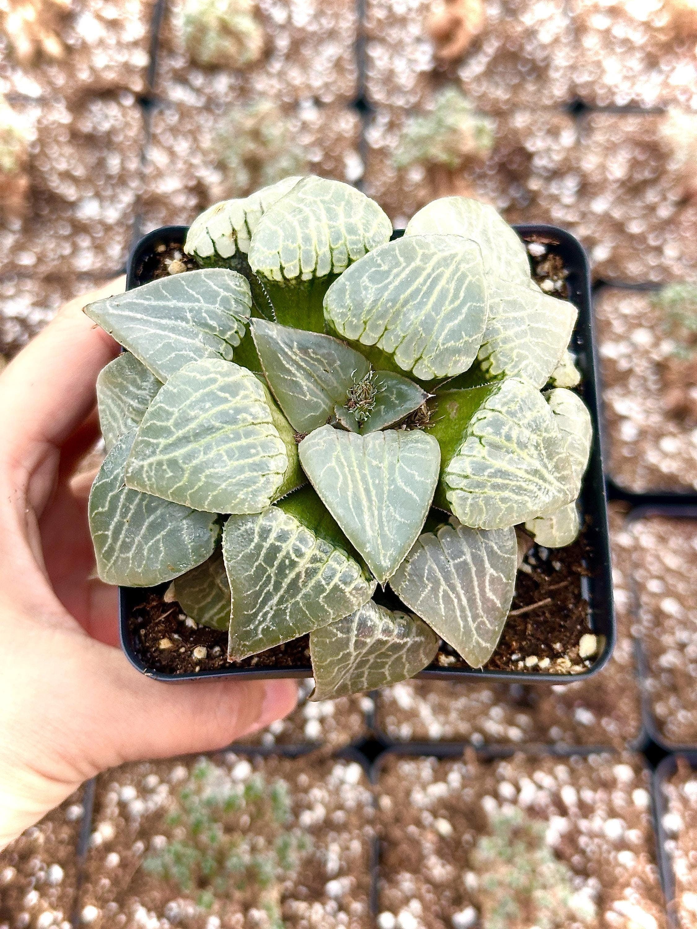 Rare Haworthia Comptoniana Crystal Round Leaves– 1am Succulents