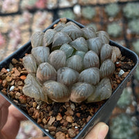 Rare Haworthia Cooperi OB1 Succulent - Unique and Stunning