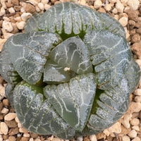Rare Haworthia Correcta Cloudy Moon