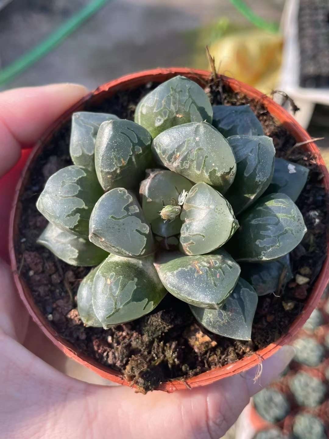 Etrarium/エトラリウム　HAKUGEI Rare Haworthia Green Flame - Unique and Stunning– 1am Succulents