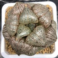 Rare Haworthia Pygmaea – Round Leaf Succulent – Unique Plant