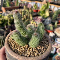 Rare Huernia pillansii Succulent 3 inches - Unique and Beautiful Plant for Home Decor or Gifts
